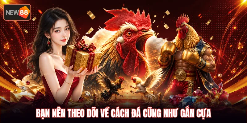 Bạn nên theo dõi về cách đá cũng như gắn cựa